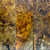 Stabilized amboyna tree burr scales