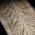 Baker Forge - Damas plume - 9000 couches